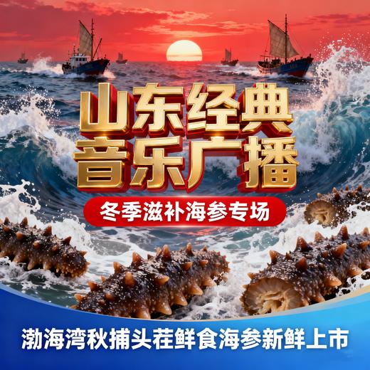 【经典音乐广播专属定制】年底大促 正宗渤海湾秋捕头茬鲜食海参 无需泡发开袋即食 商品图0