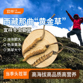 宜样新滋补 冬虫夏草干虫草西藏那曲干货虫草泡茶滋补汤原料产地直发