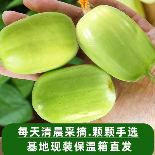 山东玉女小黄瓜 拇指大小 脆嫩清甜 新鲜现摘 商品图4