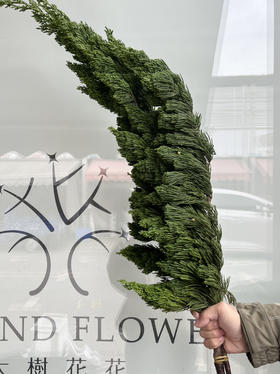 国产花材-【龙柏松】