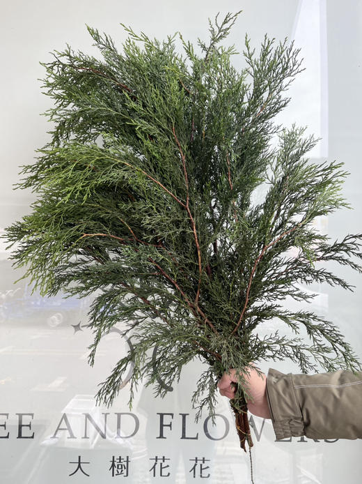 国产配叶-【圆柏】 商品图1