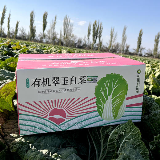 新疆 有机翠玉大白菜 4kg/箱（1~2棵） 商品图4