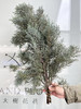 国产花材-【雪花松】 商品缩略图2