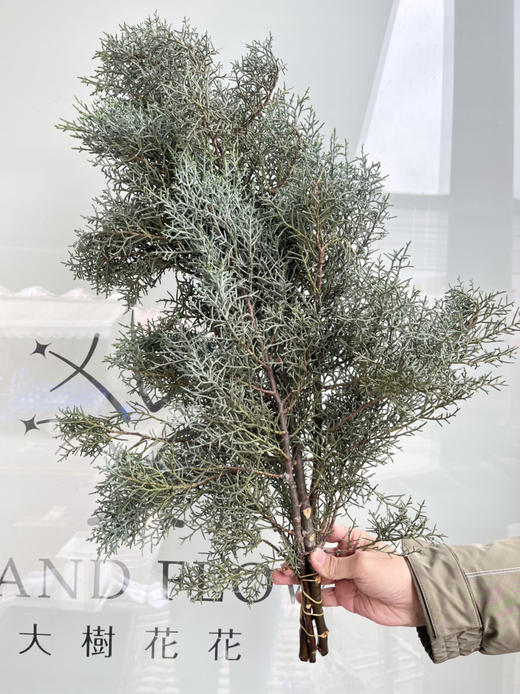 国产花材-【雪花松】 商品图2