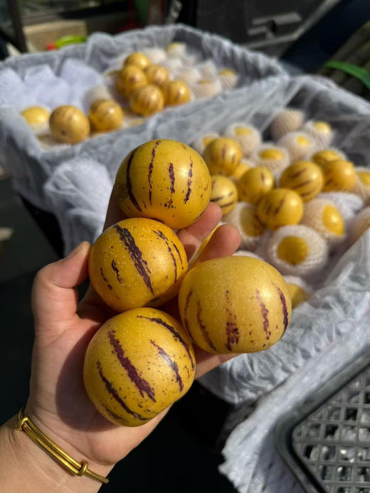 宏丰精选 七彩人参果 黄肉  水份足，口感很好，活动价9.9元一斤 商品图4