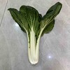 珍珠菜 商品缩略图0