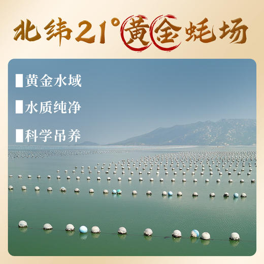 【买2送1金蚝礼盒】珠江桥牌 台山金蚝 个大饱满 原只生晒 不抽油生蚝 商品图3
