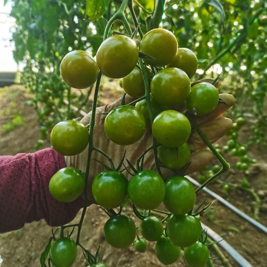 生态小西红柿 | 混搭随机 | 多口味 酸甜多汁 | 石嫣农场 * Eco-friendly Cherry Tomatoes 商品图7