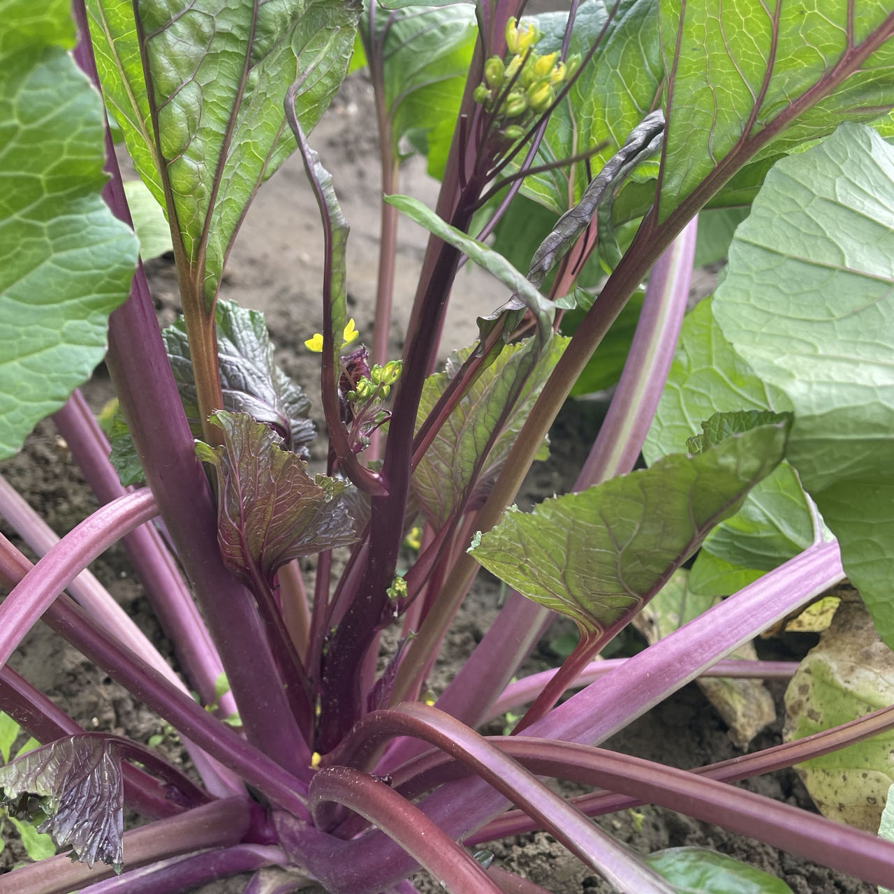 【京遇乡情专拍】红菜苔 （顺丰包邮）3斤/4斤装