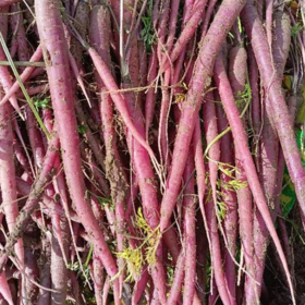 良道有机紫萝卜 黑土地种植当季新鲜蔬菜【顺丰快递】