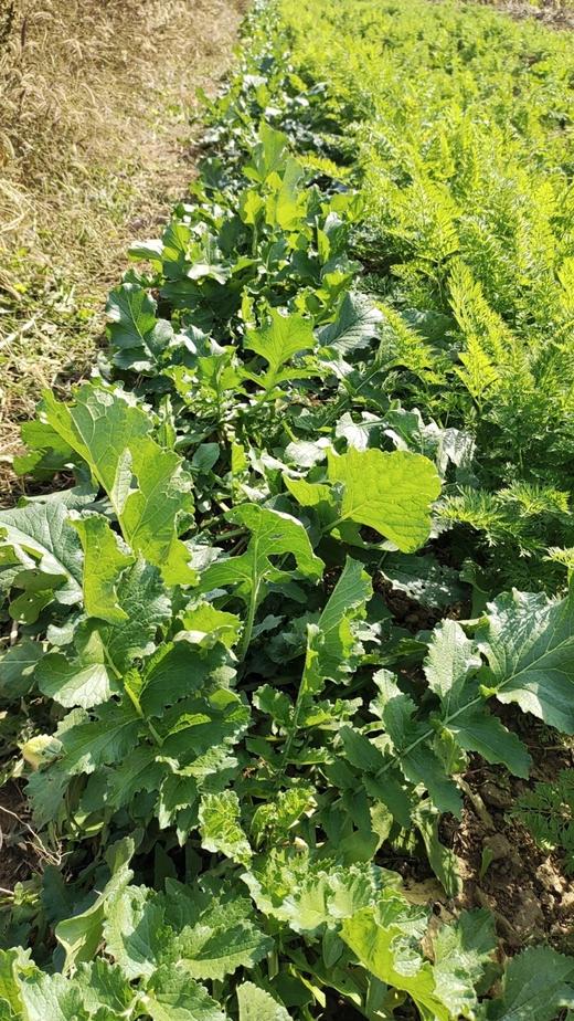 【生命食物】山西净土生态胡萝卜、白萝卜，净重5斤/箱包邮。 商品图10