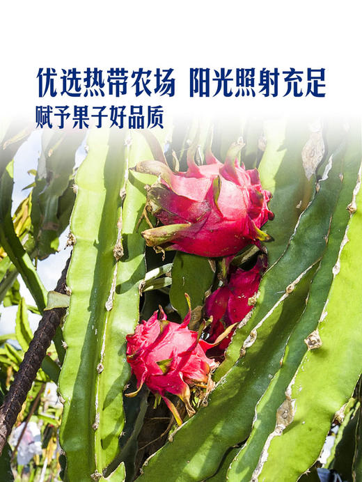 MM 山姆 红肉火龙果 整箱装 2.5kg 商品图6