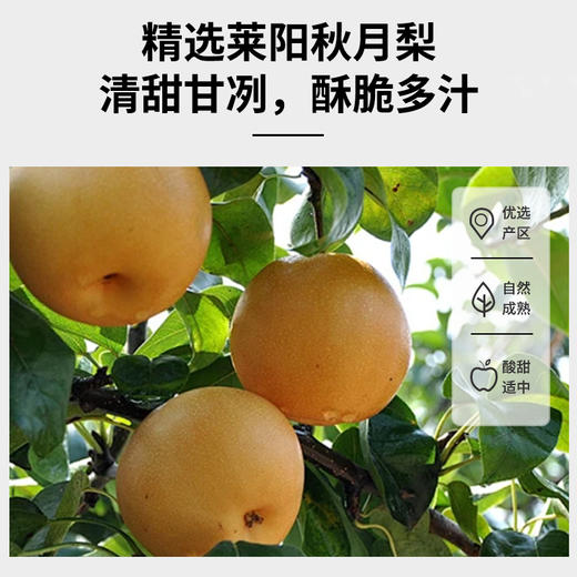 李时珍出品 三蒸三烘秋月梨干 ， “古法润喉方”，清甜软糯喉咙清爽 商品图1