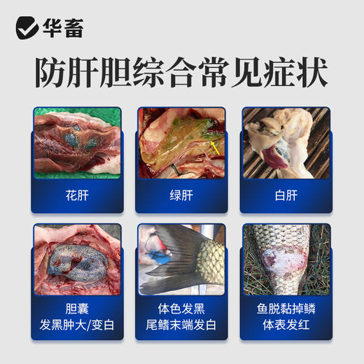 【积分兑换】华畜肝胆宁200g 改善采食 减少应激 保护肝脏 不易生病 商品图1