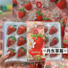 【丹东99草莓】明星产品，一定要尝一尝，娇艳欲滴，草莓娇嫩，部分果子有磕碰属正常现象，请勿介意 商品缩略图8