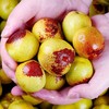 山东沾化冬枣【29元/5斤】丨颗颗精选汁水足 甜脆皮薄 商品缩略图3