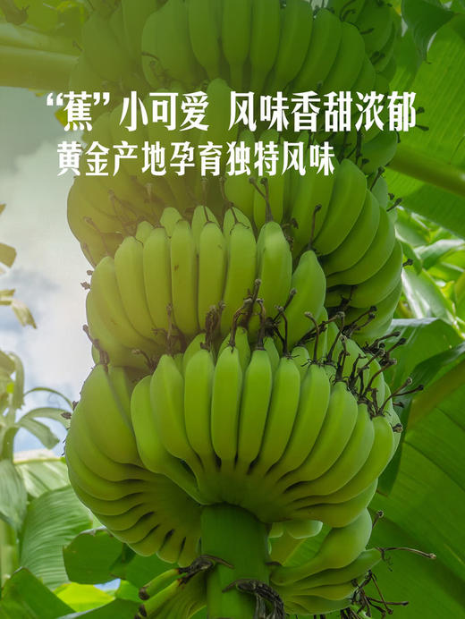 MM 山姆 进口皇帝蕉 600g 商品图4