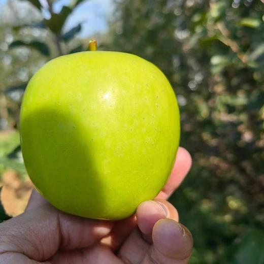 【顺丰发货】陕西瑞雪苹果 玫瑰花香 高甜脆蜜  商品图3