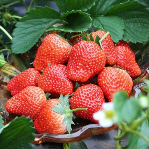天府兴隆湖红颜草莓500g/盒 商品图2