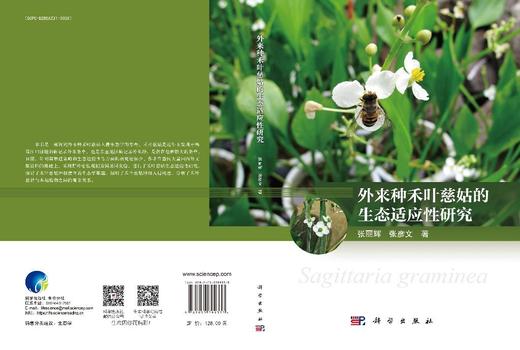 外来种禾叶慈姑的生态适应性研究 商品图3