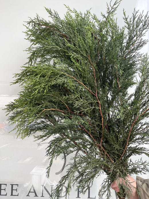 国产配叶-【圆柏】 商品图2