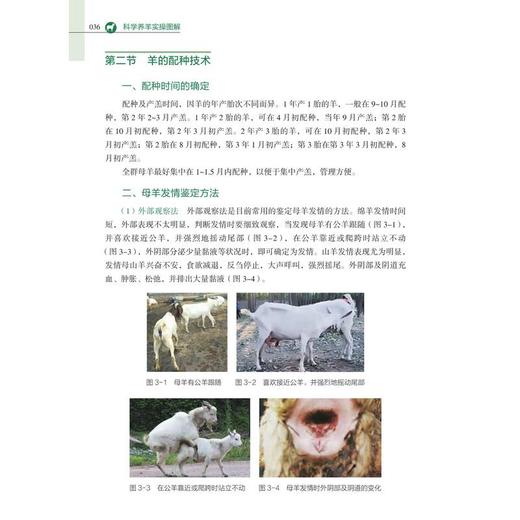 科学养羊实操图解 商品图3