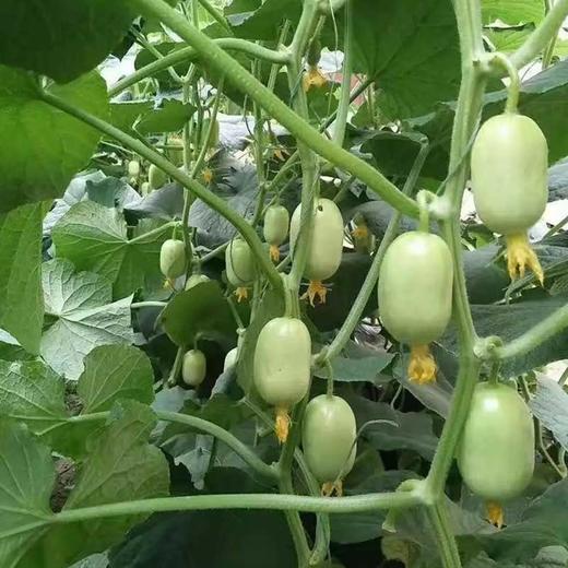 山东玉女小黄瓜 拇指大小 脆嫩清甜 新鲜现摘 商品图1