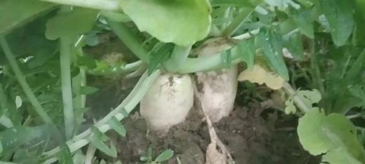 【生命食物】山西净土生态胡萝卜、白萝卜，净重5斤/箱包邮。 商品图8