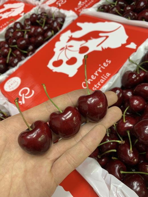 澳洲新南威尔士州红袋鼠果园车厘子 商品图1