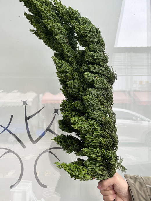 国产花材-【龙柏松】 商品图1