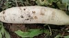 【生命食物】山西净土生态胡萝卜、白萝卜，净重5斤/箱包邮。 商品缩略图9