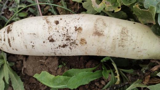 【生命食物】山西净土生态胡萝卜、白萝卜，净重5斤/箱包邮。 商品图9