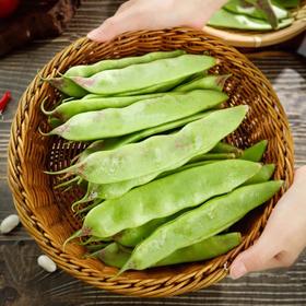 云南高山油豆角 现摘现发新鲜嫩荚 当季应季蔬菜