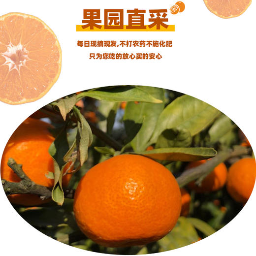 涌泉蜜桔蜜桔橘子新鲜水果 商品图3