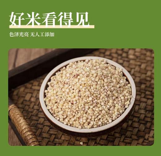 豫粮优选·五谷粮品白高粱米1500g  色泽光亮 颗粒饱满 商品图2
