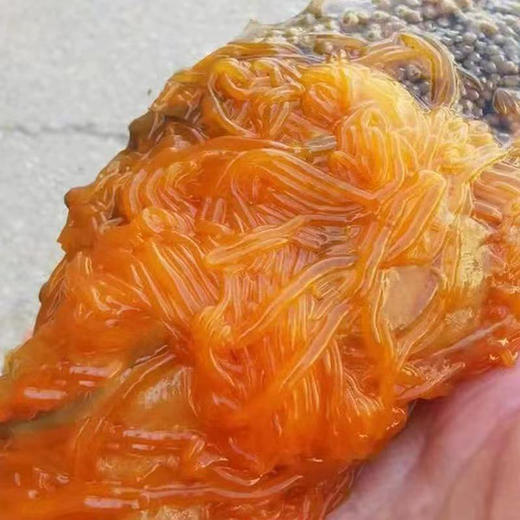 [辽海元]原浆海参花(500g/盒包含:海参5根+海参花5袋+调味鲍鱼汁5袋) 商品图1