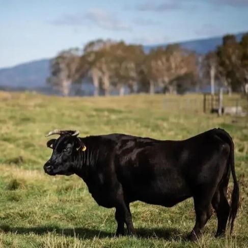 【72小时发货】澳洲进口原切牛肋条 | 肉质嫩滑多汁，脂香浓郁，煎烤炖蒸，2斤109元，4斤189元 商品图4