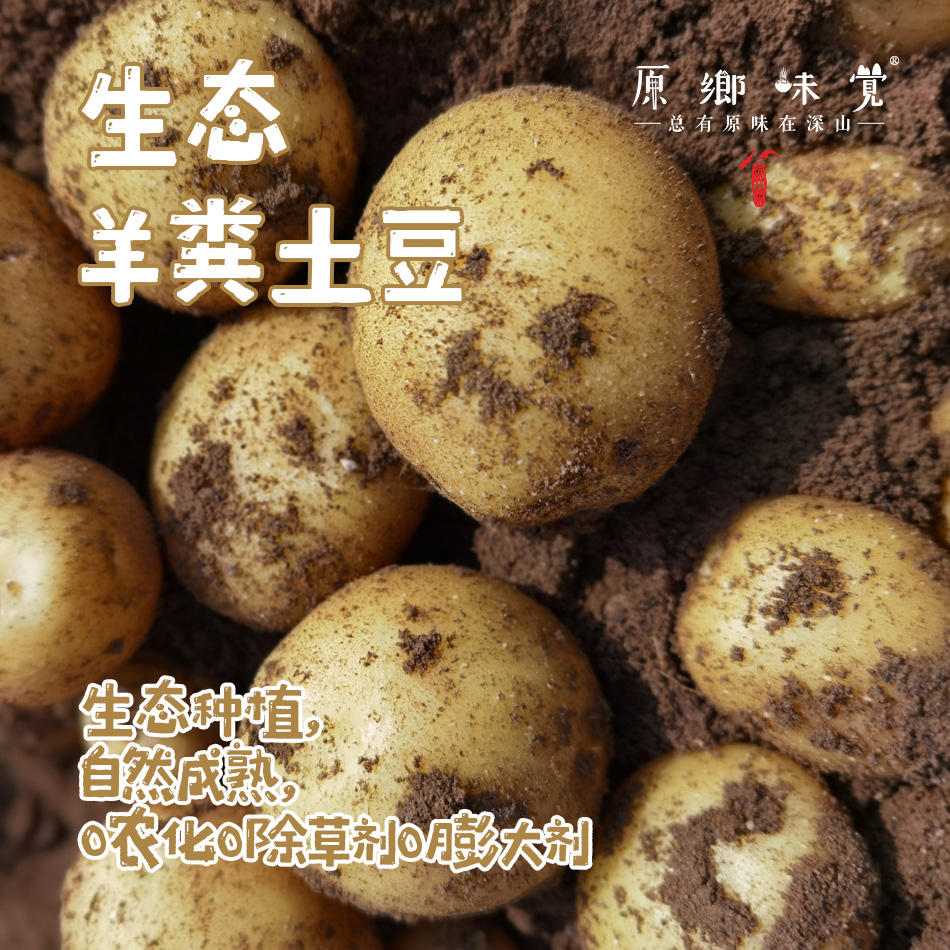 坝上生态羊粪土豆，黄心土豆（基地直发-顺丰包邮）| 2.5kg，来自河北张家口，生产者：李鹏飞【合作生产，公平贸易】