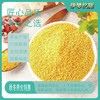 【山西静乐小米】农家自种，入口软糯，回味甘甜，精品杂粮，煮粥必备哦~ 商品缩略图4