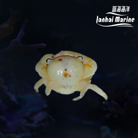 梯形玉蟹