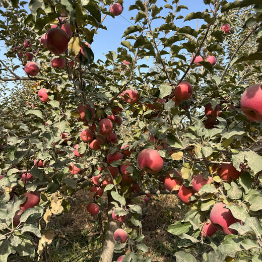 【预售12月29日发货】有机红富士苹果 | 新疆阿克苏 商品图1