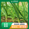 生态青蒜 辣味浓郁 | 石嫣农场 * Garlic Bolt | Self-Produced 商品缩略图0