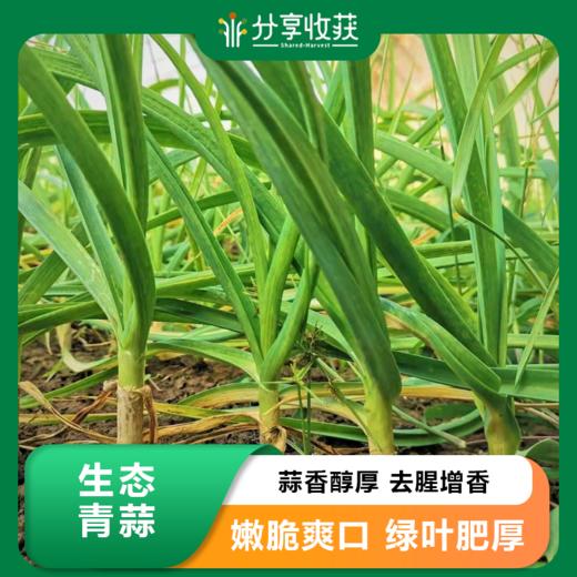 生态青蒜 辣味浓郁 | 石嫣农场 * Garlic Bolt | Self-Produced 商品图0