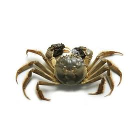 河蟹公（只）2-2.2两（只）