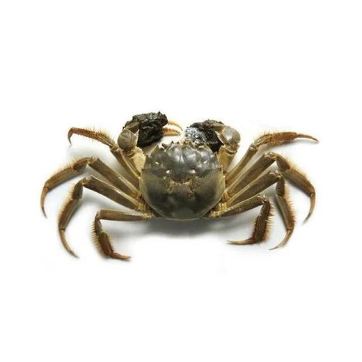 河蟹母（只）1.6-1.7两（只） 商品图0