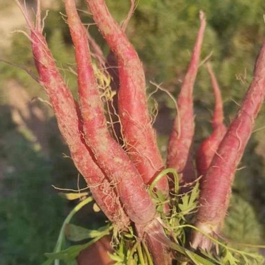 良道有机紫萝卜 黑土地种植当季新鲜蔬菜【顺丰快递】 商品图1