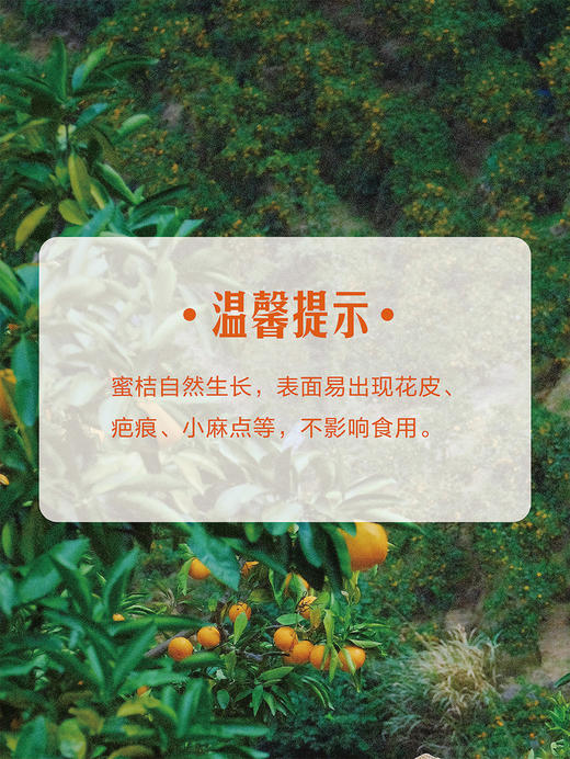 MM 山姆 临海蜜桔 2kg 商品图7