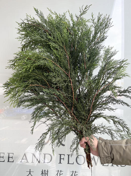 国产配叶-【圆柏】 商品图0