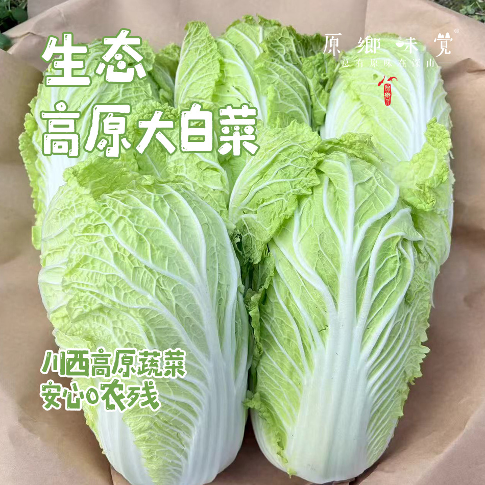 【预售7月5号/6号发货】生态高原大白菜/牛心莲白（农场直发-顺丰包邮）|4-4.5斤装，来自四川小金，生产者：吴明清【合作生产，公平贸易】
