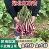【京遇乡情专拍】红菜苔 （顺丰包邮）3斤/4斤装 商品缩略图5